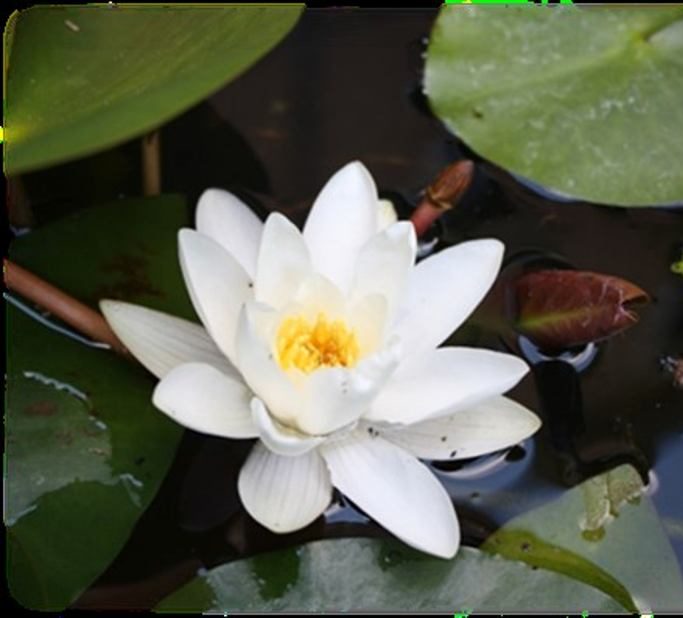 Piante Acquatiche