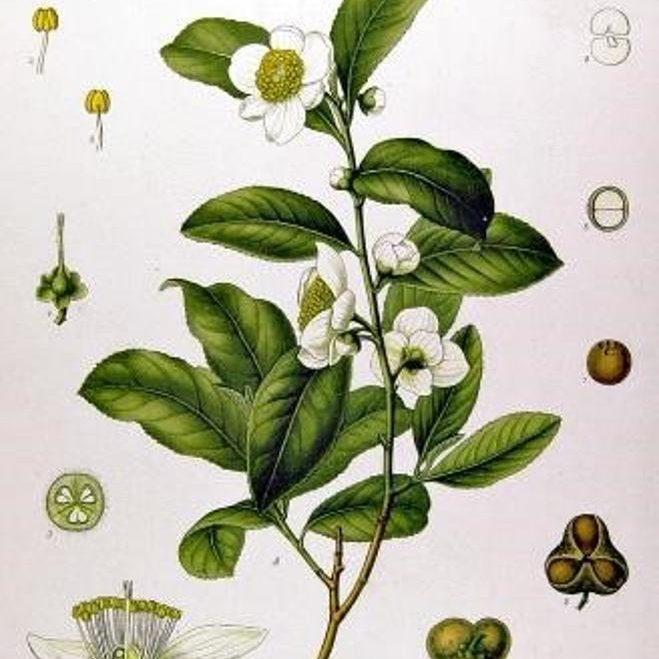 Tè