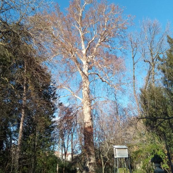 Arboreto
