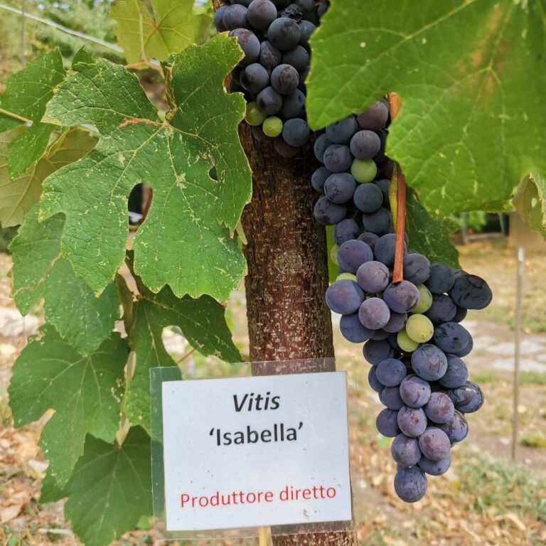 Vigneto Proibito