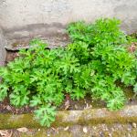 Piante Officinali