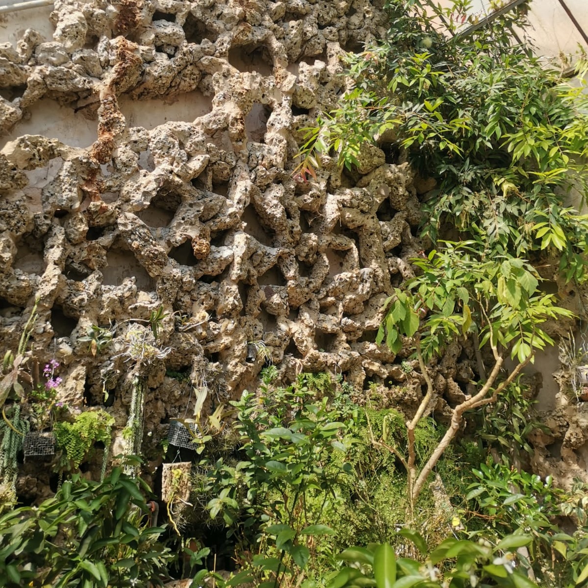 Serra Mediterranea Briosi