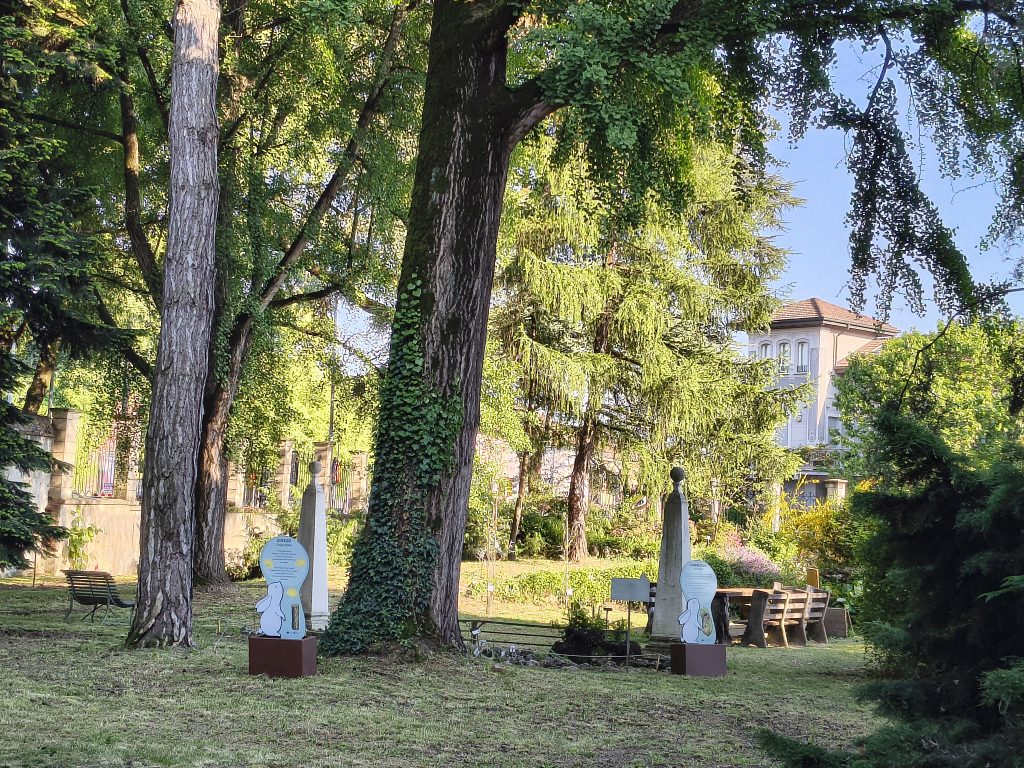 veduta sezione gimnosperme