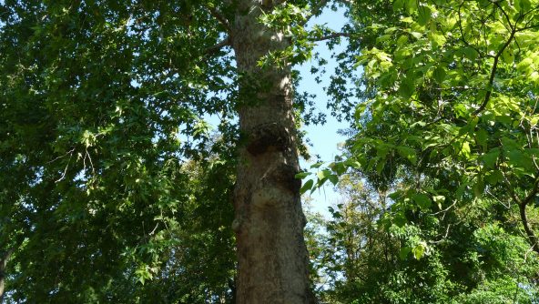 platano di scopoli (1)